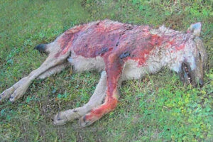 loup-mort-sang