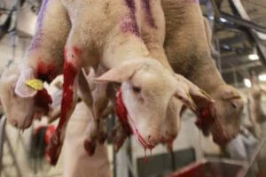 paques-agneau-industrie-animale-ovine