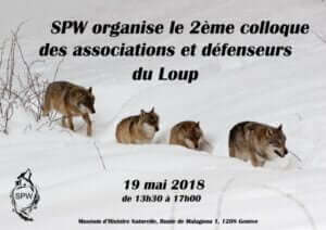 loups-loup-suisse