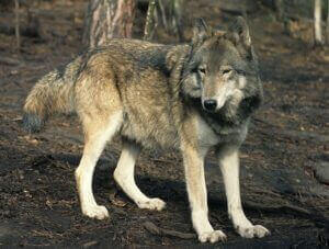 Photographie d'un loup de la sous-espèce Canis lupus campestris.