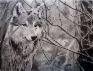 loup-dans-foret