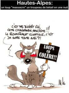 loups-colere-miko