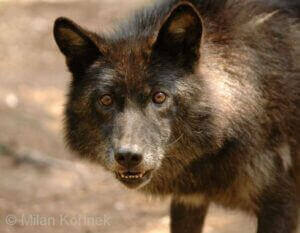 Canis-lupus-pambasileus