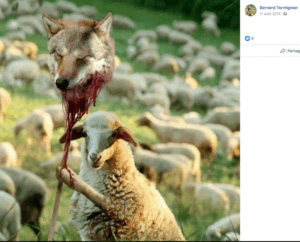 Copie d'écran du Facebook de Bernard Termignon représentant un mouton tenant une tête de loup arrachée, au bout d'une pique.