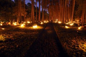 Photographie des feux de Samain allumés en forêt.