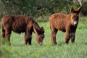 ane-baudet-poitou-loup