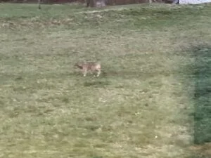 Photographie d'un loup de la sous-espèce Canis lupus italicus.