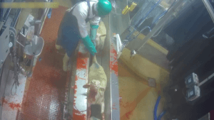 abattoir-egorgement-industrie-ovine