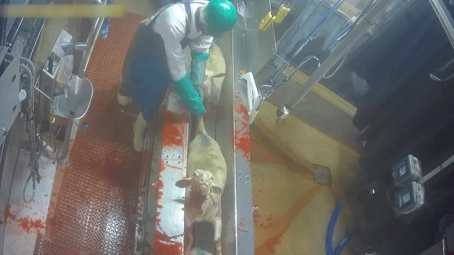 abattoir-egorgement-industrie-ovine