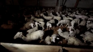 bienvenue-monde-industrie-ovine