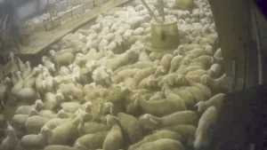 elevage_industrie_ovine