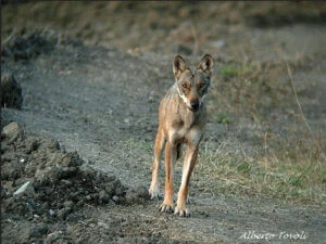 Photographie d'un loup de la sous-espèce Canis lupus italicus.