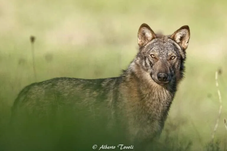 Photographie de Canis lupus italicus réalisée par Alberto Tovoli.
