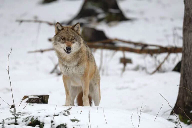 Photographie d'un loup vu de face, dans un paysage de neige.