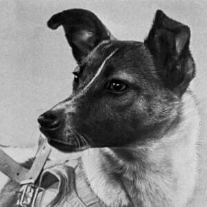 Photographie de la chienne Laïka.