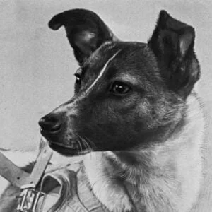 Photographie de la chienne Laïka.