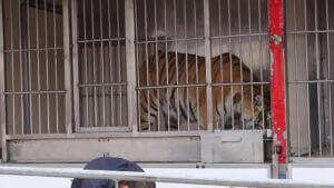 Copie d'écran d'une vidéo YouTube montrant un tigresse enfermée dans une cage de cirque.