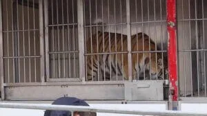 Copie d'écran d'une vidéo YouTube montrant un tigresse enfermée dans une cage de cirque.