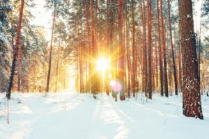 Photographie de rayons du Soleil passant entre les arbres d'une forêt sous la neige.