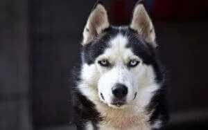 Photographie d'un husky.