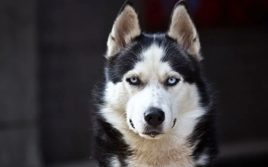 Photographie d'un husky.