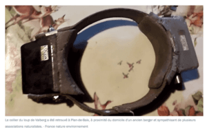 Photographie d'un collier GPS pour loup.