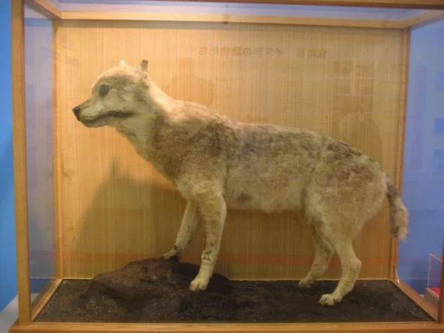 loup_Honshu_canis-lupus-hodophilax