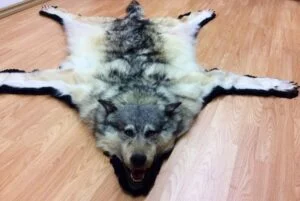 fourrure_loup