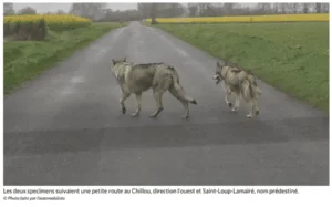Copie d'écran la Nouvelle République sur deux chiens pris pour des loups.