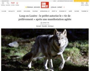 photo de loup et titre d'un article sur le loup en Lozère