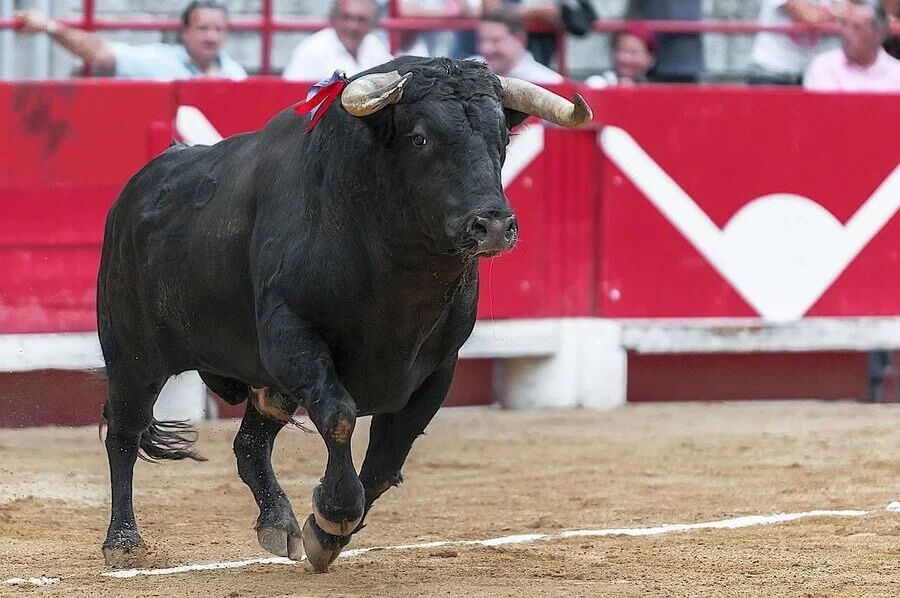 Photographie d'un taureau dans une arène.