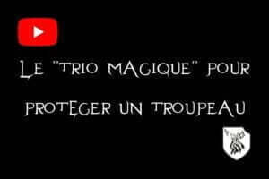 trio_magique_protection_troupeau_loup