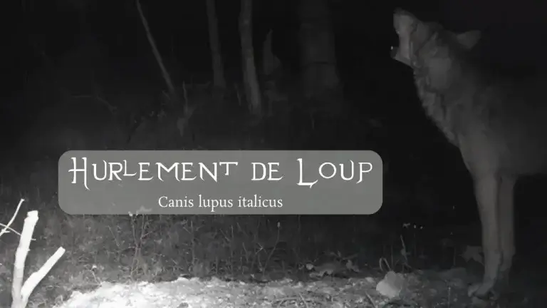 Loup hurlant dans son habitat naturel en France.