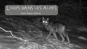 Une photographie en noir et blanc, prise de nuit par un appareil photo automatique (type piège photographique), montre un loup seul debout dans la neige. Le loup est orienté vers la droite, mais sa tête est tournée vers l'avant, ses yeux brillant intensément par le reflet de la lumière. En haut à gauche de l'image, une boîte de texte grise superposée contient le titre stylisé "LOUPS DANS LES ALPES", avec le nom scientifique "Canis lupus italicus" en dessous.