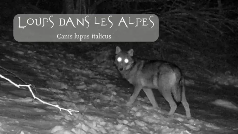 Une photographie en noir et blanc, prise de nuit par un appareil photo automatique (type piège photographique), montre un loup seul debout dans la neige. Le loup est orienté vers la droite, mais sa tête est tournée vers l'avant, ses yeux brillant intensément par le reflet de la lumière. En haut à gauche de l'image, une boîte de texte grise superposée contient le titre stylisé "LOUPS DANS LES ALPES", avec le nom scientifique "Canis lupus italicus" en dessous.