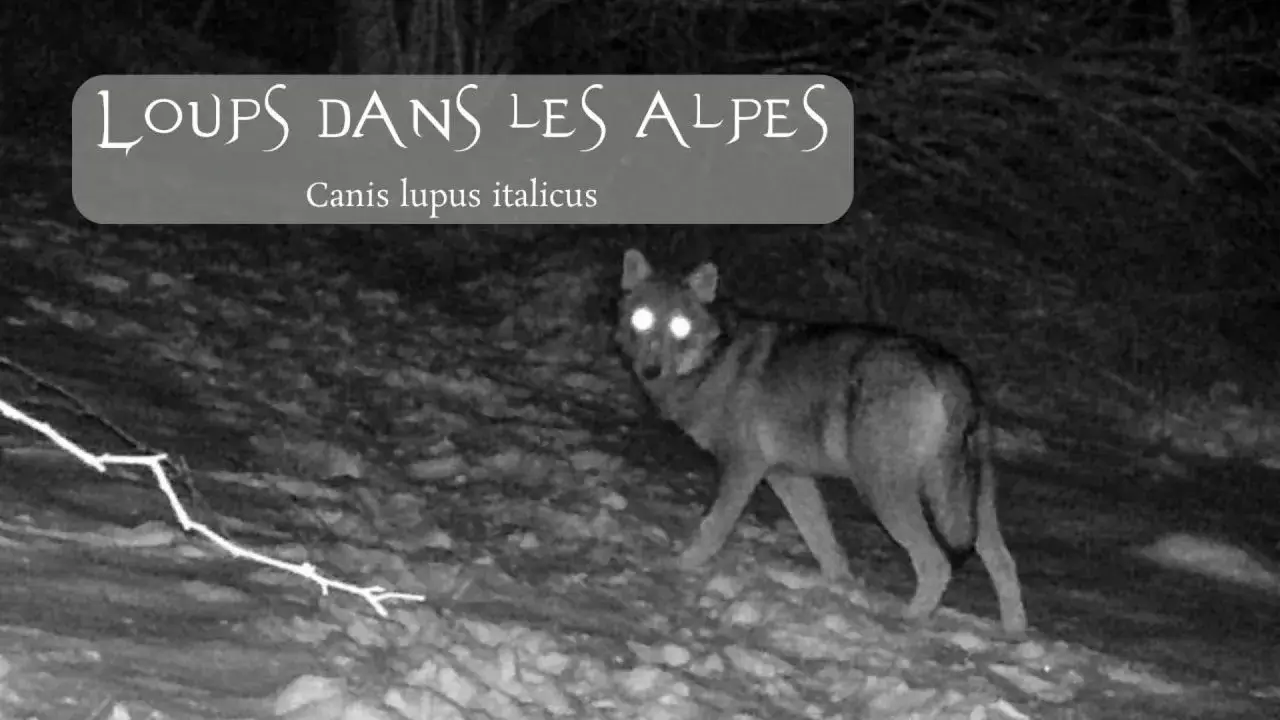 Une photographie en noir et blanc, prise de nuit par un appareil photo automatique (type piège photographique), montre un loup seul debout dans la neige. Le loup est orienté vers la droite, mais sa tête est tournée vers l'avant, ses yeux brillant intensément par le reflet de la lumière. En haut à gauche de l'image, une boîte de texte grise superposée contient le titre stylisé "LOUPS DANS LES ALPES", avec le nom scientifique "Canis lupus italicus" en dessous.