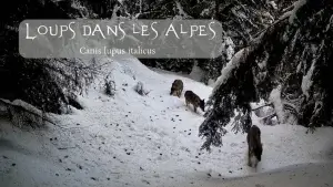Quatre loups d'Italie (Canis lupus italicus) marchant sur un sentier enneigé au cœur d'une forêt des Alpes.