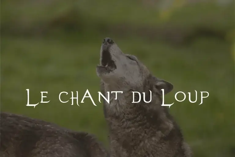 Gros plan d'un loup gris hurlant la tête haute devant un fond vert flou. Le texte blanc en gras superposé au centre de l'image dit : « LE CHANT DU LOUP ».