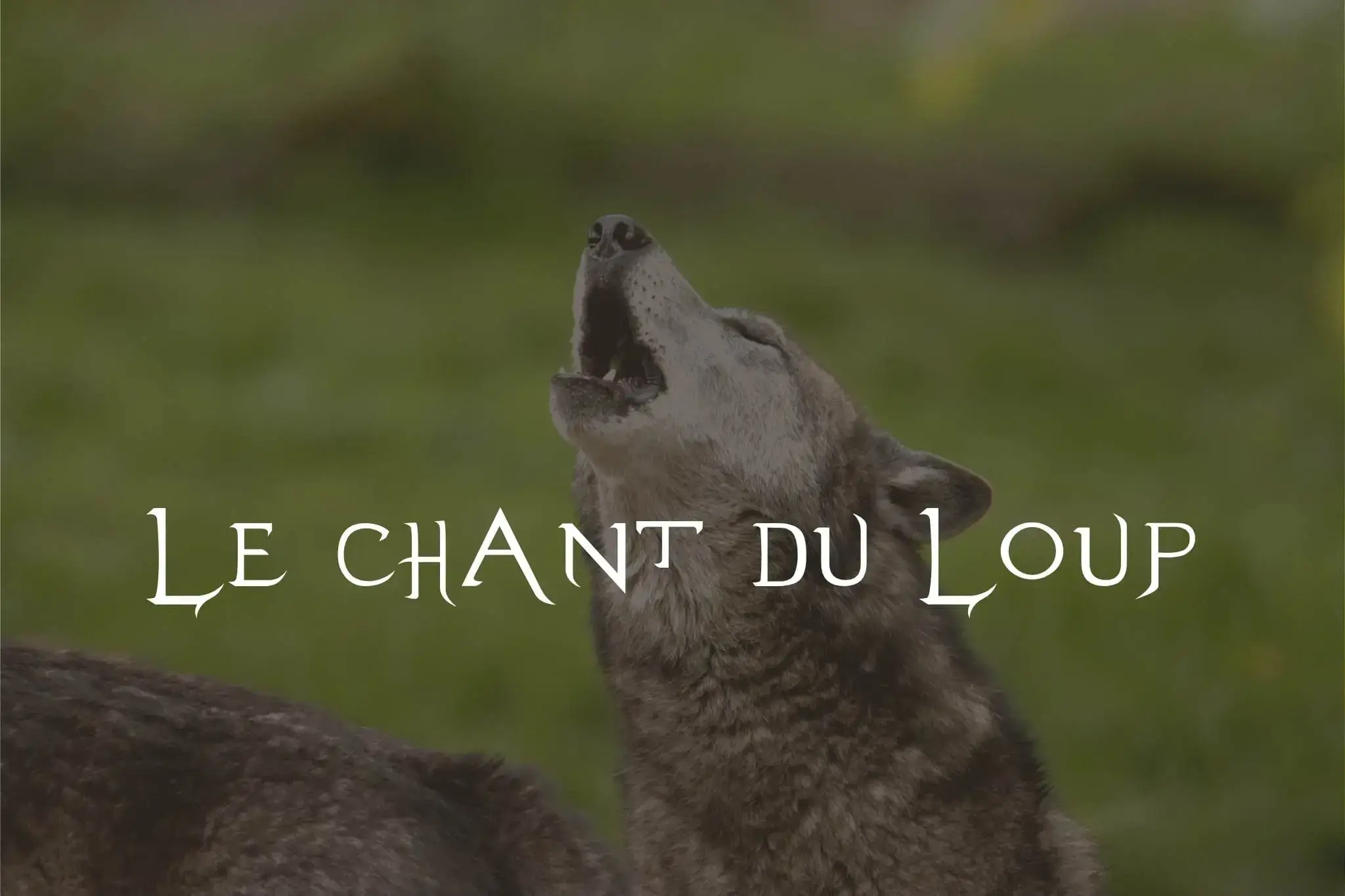 Gros plan d'un loup gris hurlant la tête haute devant un fond vert flou. Le texte blanc en gras superposé au centre de l'image dit : « LE CHANT DU LOUP ».