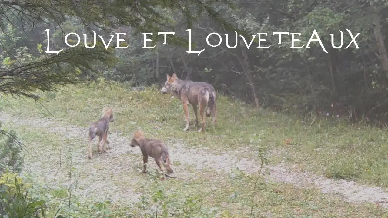 Une louve debout observante et deux louveteaux marchant sur un chemin en forêt. Le texte blanc en haut de l'image indique « LOUVE ET LOUVETEAUX ».