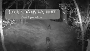 Deux loups en France (Canis lupus italicus) filmés la nuit en forêt.