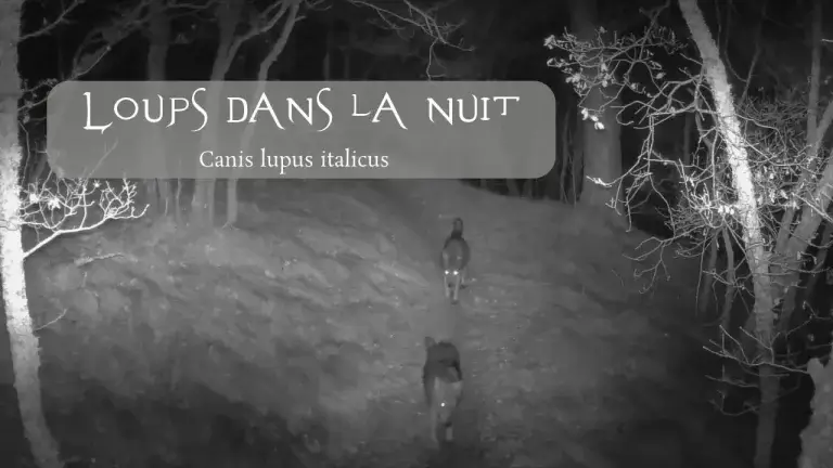 Deux loups en France (Canis lupus italicus) filmés la nuit en forêt.