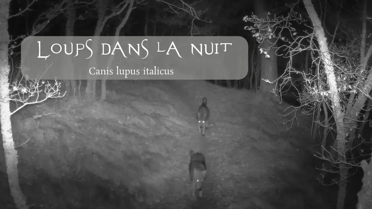 Deux loups en France (Canis lupus italicus) filmés la nuit en forêt.