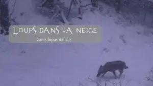 Loup d'Italie, Canis lupus italicus, marchant dans un paysage enneigé.