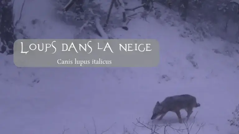 Loup d'Italie, Canis lupus italicus, marchant dans un paysage enneigé.