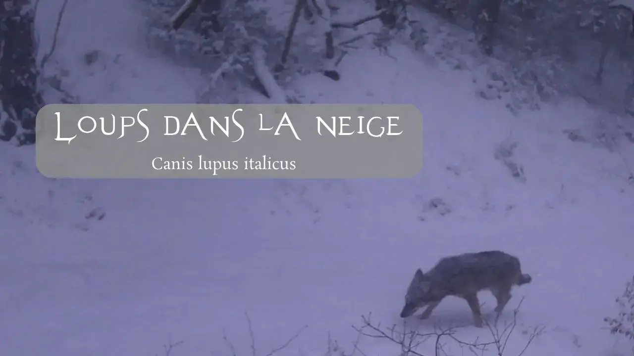 Loup d'Italie, Canis lupus italicus, marchant dans un paysage enneigé.